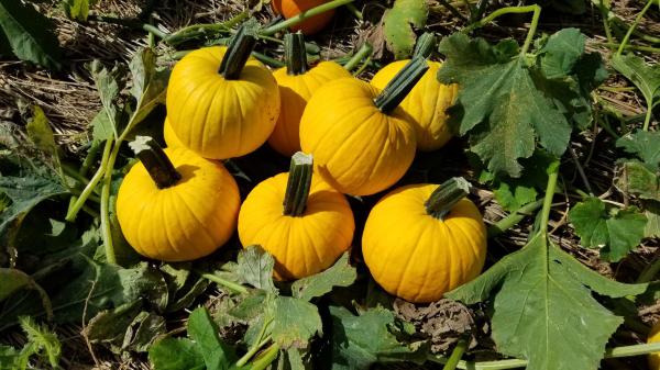 Round Yellow Pumpkin for Export at Production Price