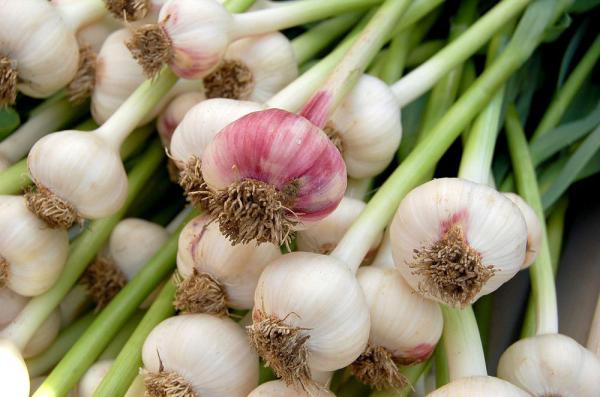 Wholesale Purchase Price of Fresh Garlic