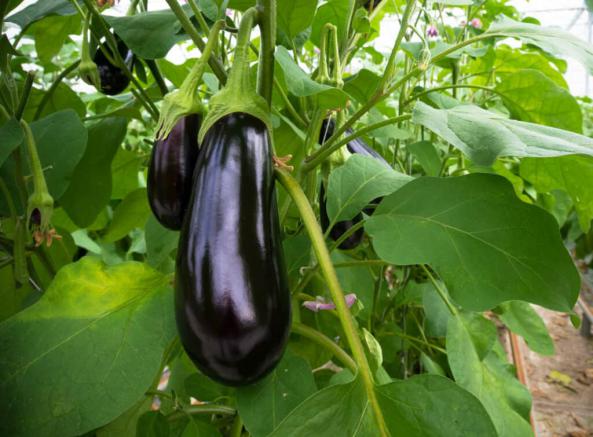 Biggest Black Eggplant Wholesalers 