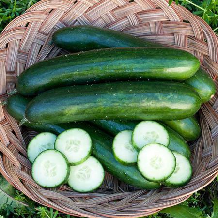 Green Cucumber Price in Wholesale
