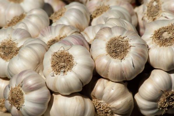  Small Garlic at a Lower Price