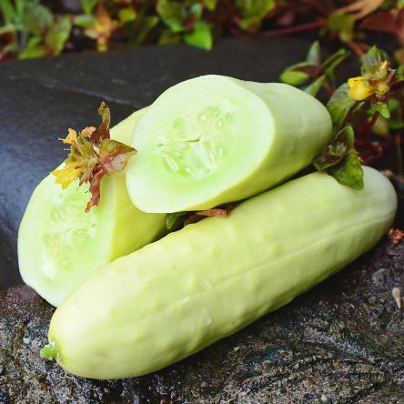 The Price of Light Green Cucumber in Bulk