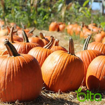 Is Pumpkin Puree good for Health?