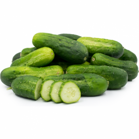  Big Light Green Cucumber to Export
