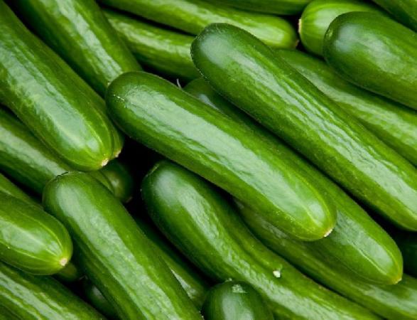  Green Cucumber for Bulk Sale