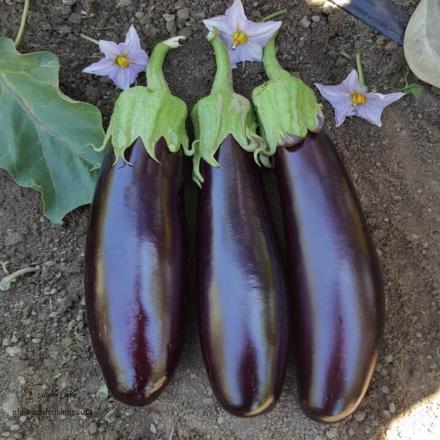 Different Uses of Organic Eggplant