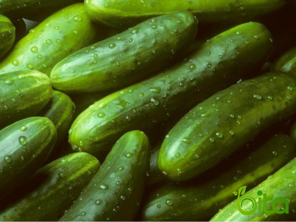 5 Important Benefits of Green Cucumber for Health