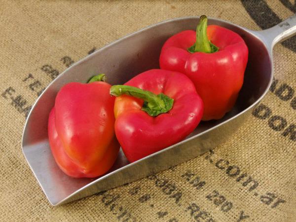 Wholesalers of Small Red bell Pepper