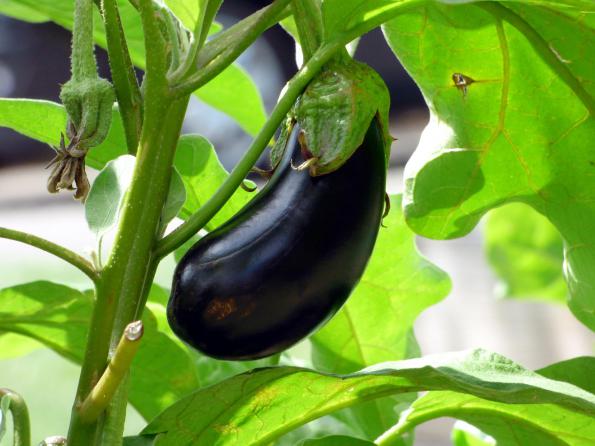 Are Round Eggplant Sweet to Eat?