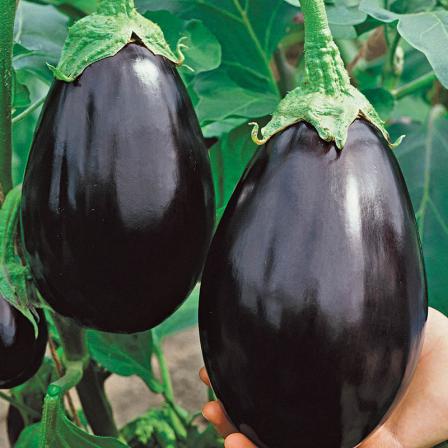 Top 5 Factors to Eat Black eggplant as Nutrition Dish