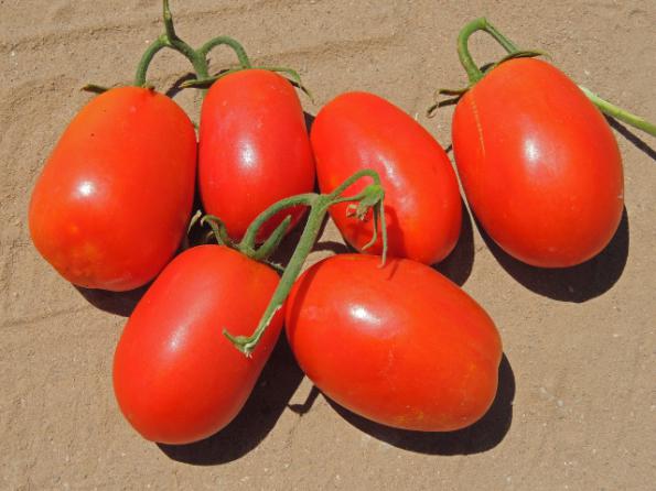 Manufacturers of The Best Supreme Tomato at a Cheap Price
