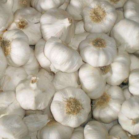  Big Garlic Cloves in Bulk