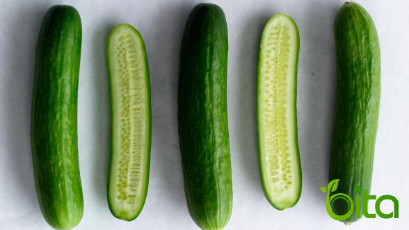 Best Seller of Big Green Cucumber