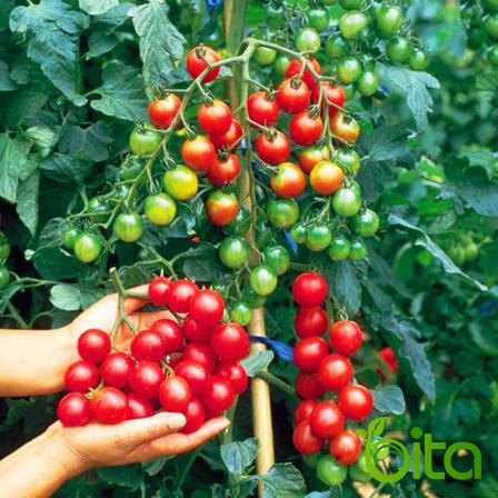 Organic Cherry Tomatroes Producers