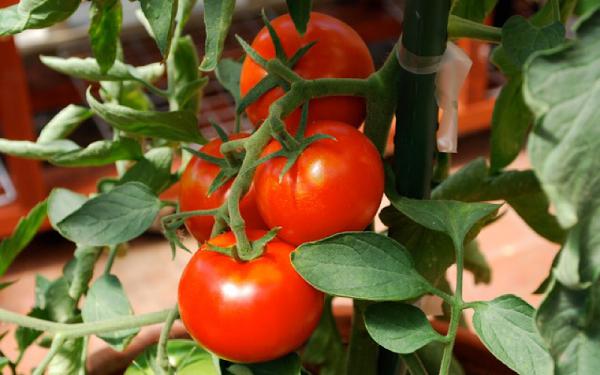 Cherry Tomato vs Normal Tomato, What's The Difference?