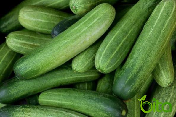 Hot Sale of Fresh Green Cucumbers