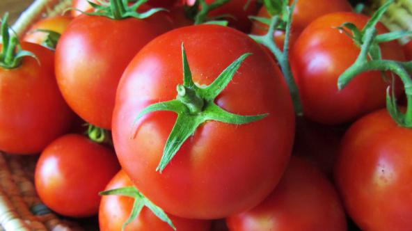 Keeping Quality of Ripe Tomatoes