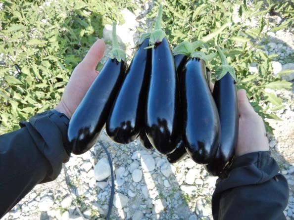 The Best Organic Eggplant for Purchase