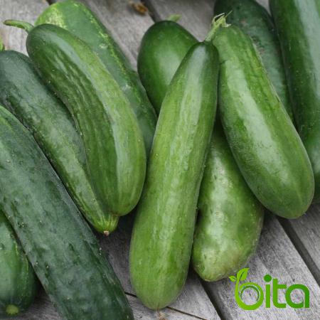 Big Light Green Cucumber in Manufacturing Process