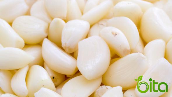 Easy Steps to Grow Big Garlic Bulbs