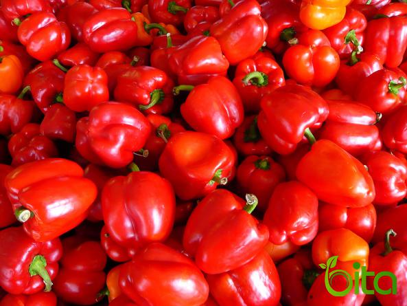 Sweet Red Bell Pepper for Sale 