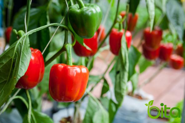 5 Advantages of Red Bell Pepper for Kids