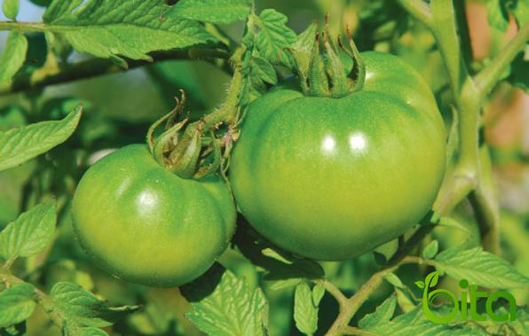 Premium Distributor of Green Tomato