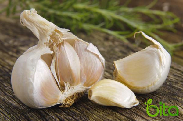 Best Price of Big Garlic