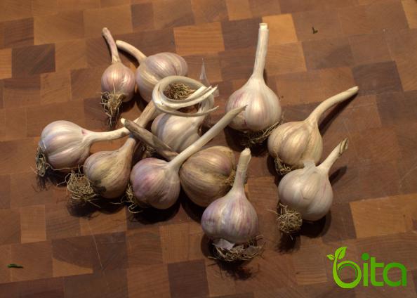  Small Garlic Bulbs Available for Sale