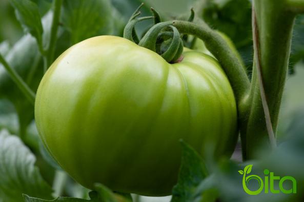 Best Price of Big Green Tomato