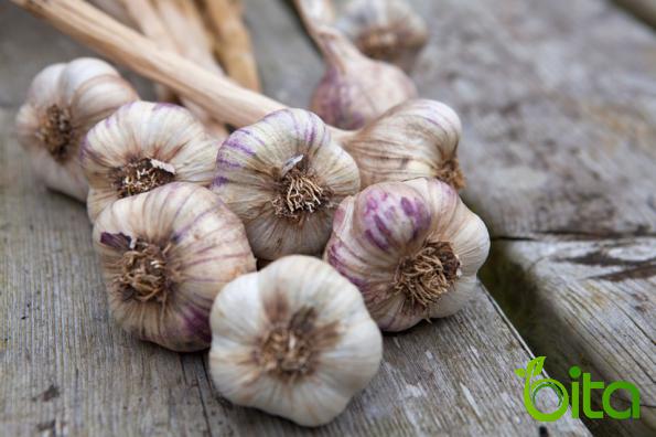 How Can You Identify the Good Garlic?