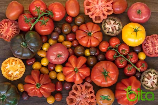 What Are the Various Types of Tomato?