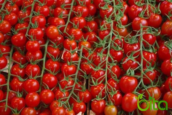  Ripen Tomato Best Export Price