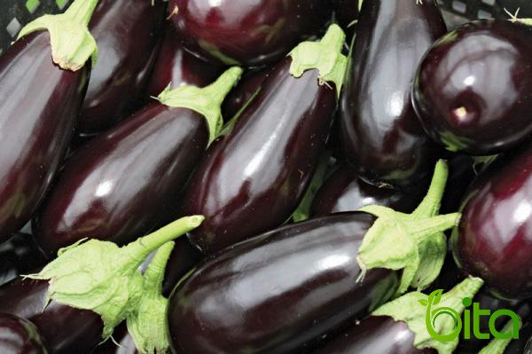 What Was the First Country to Produce Eggplant?