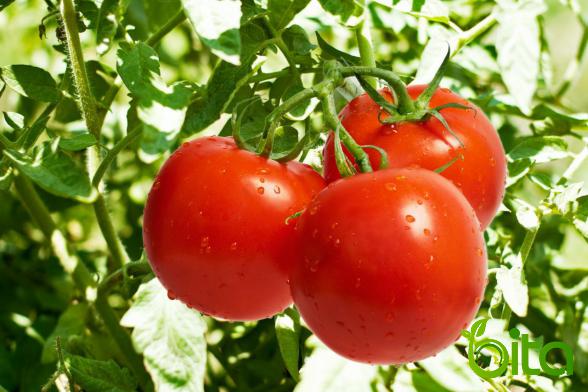 Why Should You Eat More Tomato?