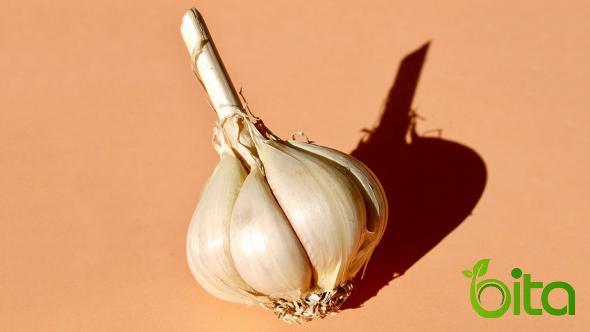 How Should Store Garlics to Keep Them Fresh?
