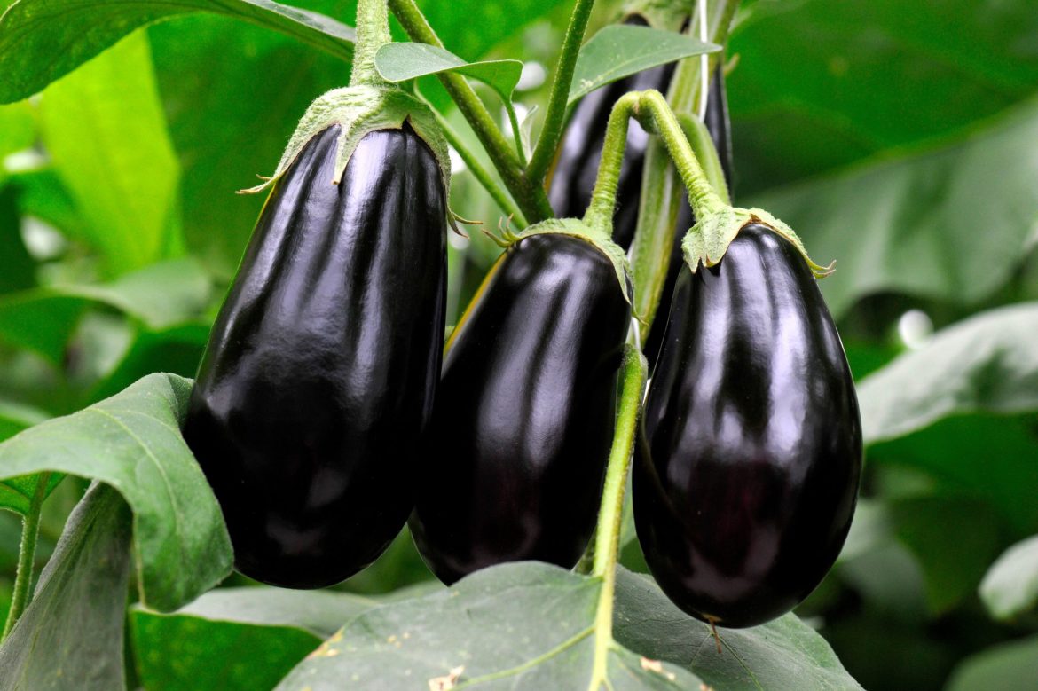 Eggplant economic production and market guide