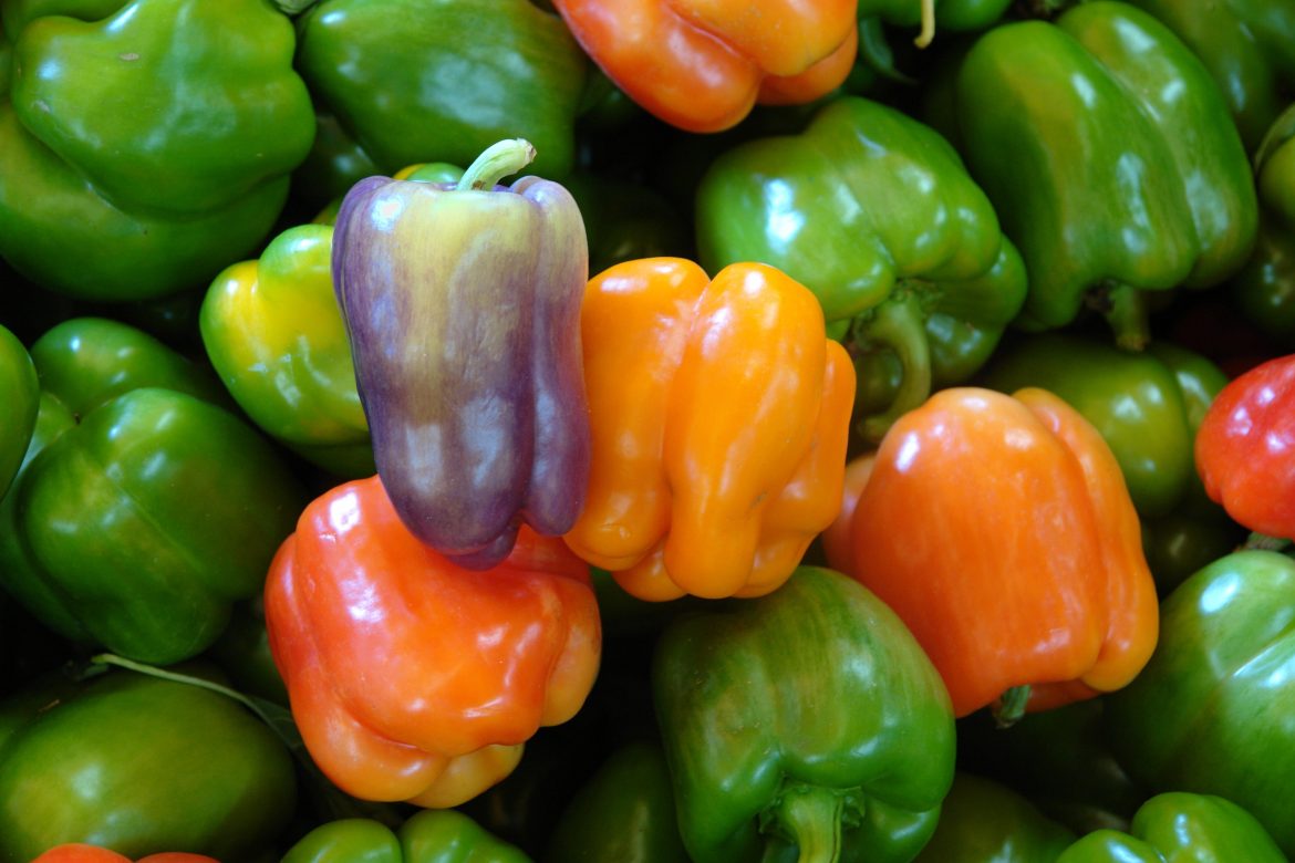 purple beauty bell pepper recipes