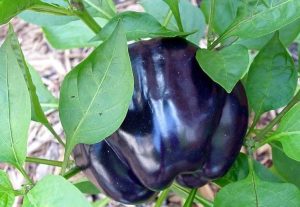 purple beauty bell pepper
