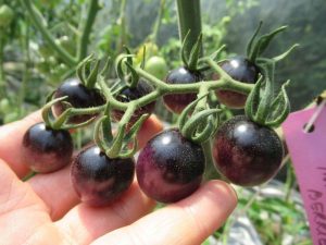 Black and blue tomatoes