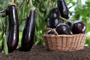 Marketing of eggplant