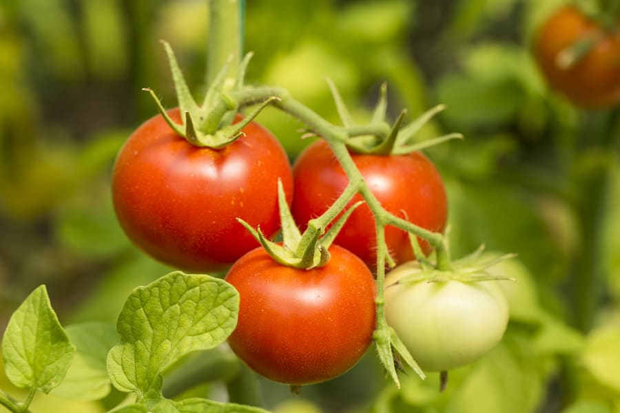 tomato tree growing types