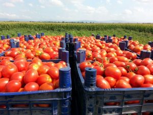 Tomato wholesale price uk