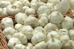 garlic suppliers
