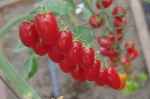 Grape tomatoes uk