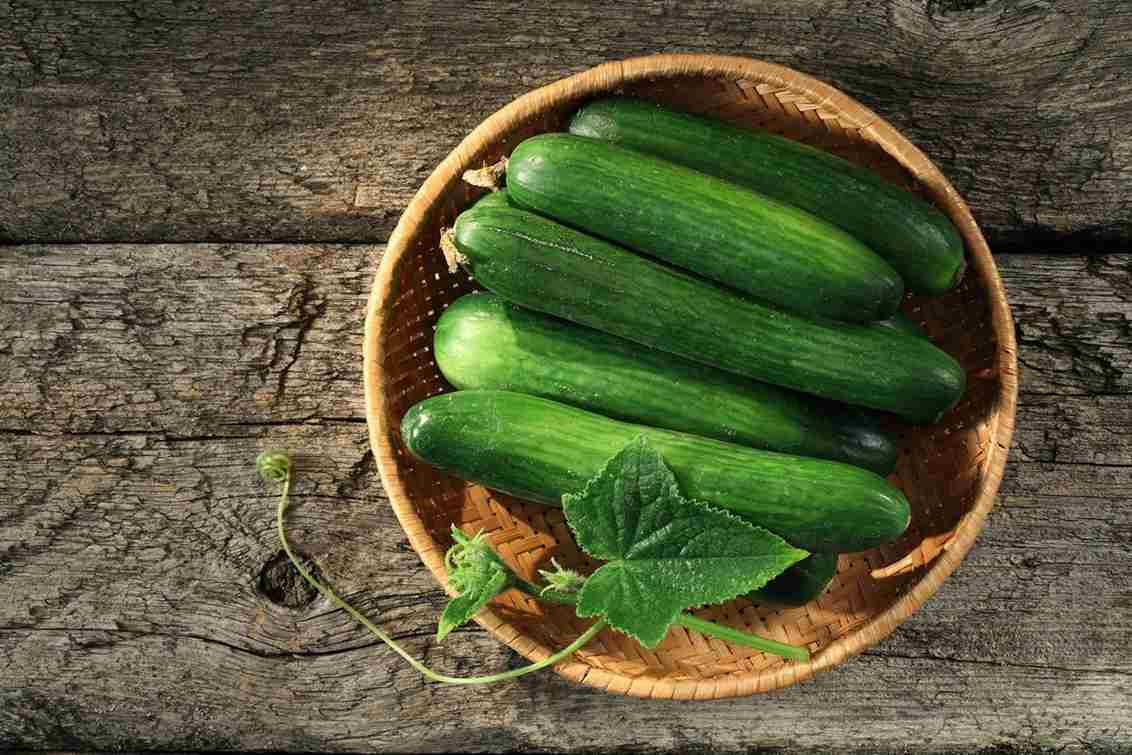 Best price cucumber in bulk