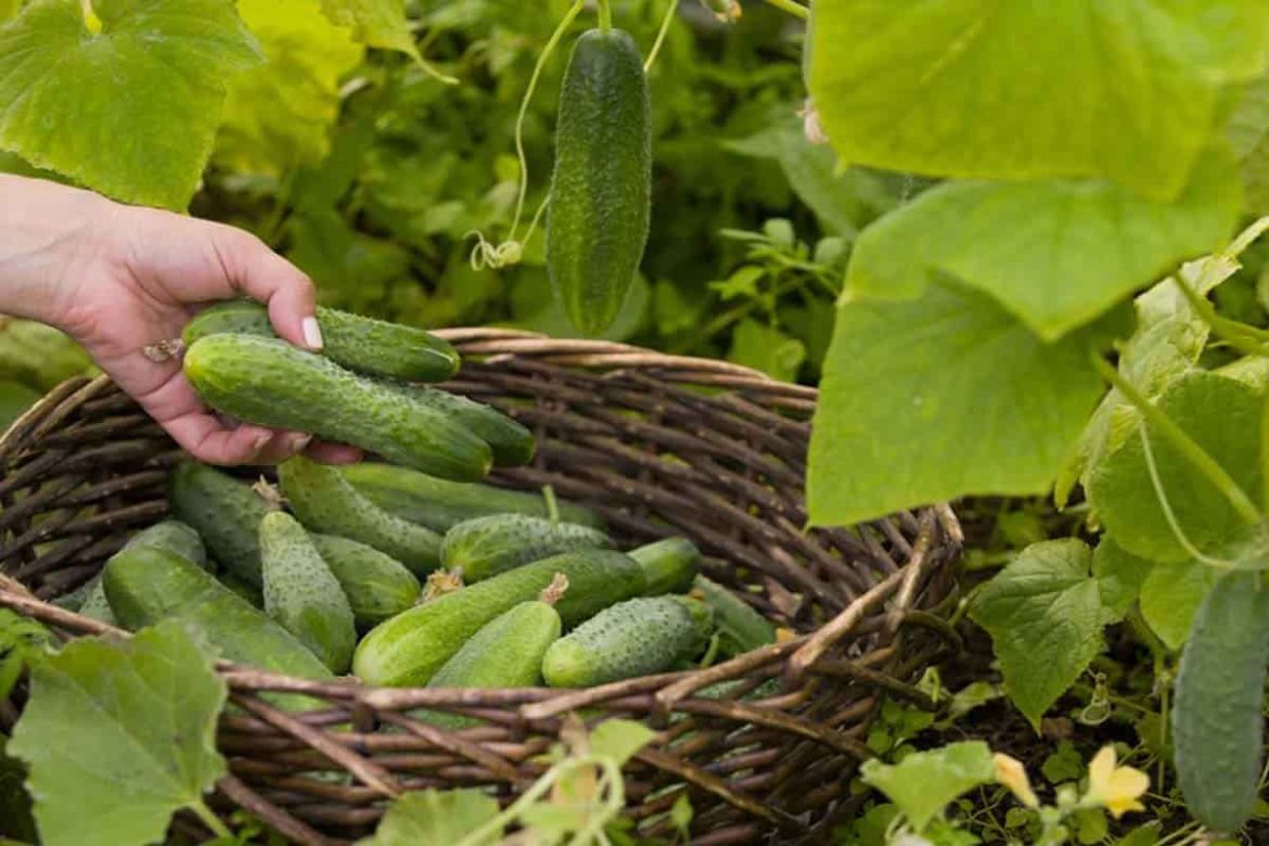 Fresh and healthy cucumber