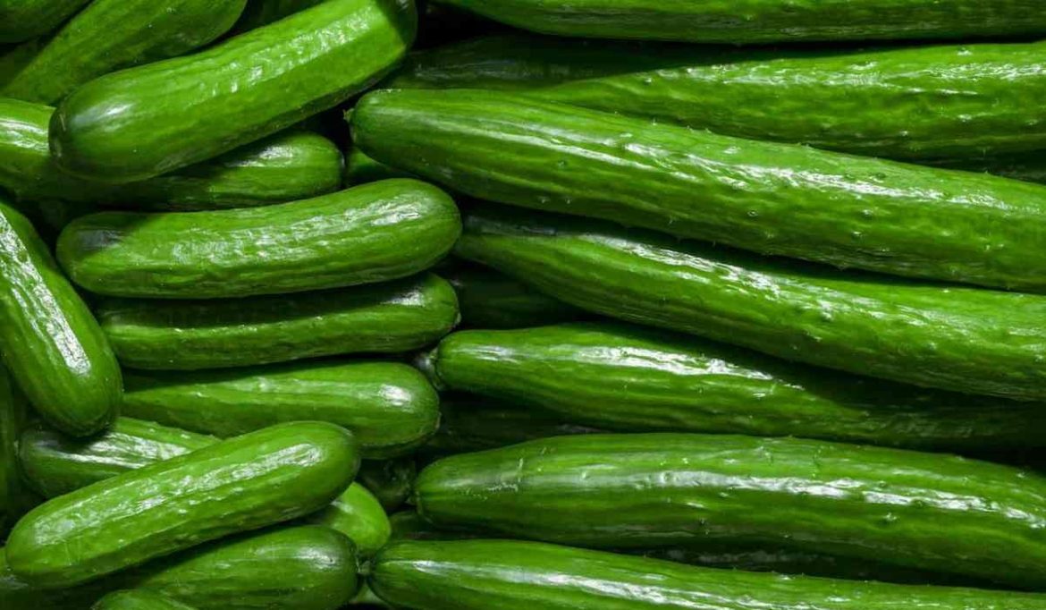 Export quality cucumber green mottle