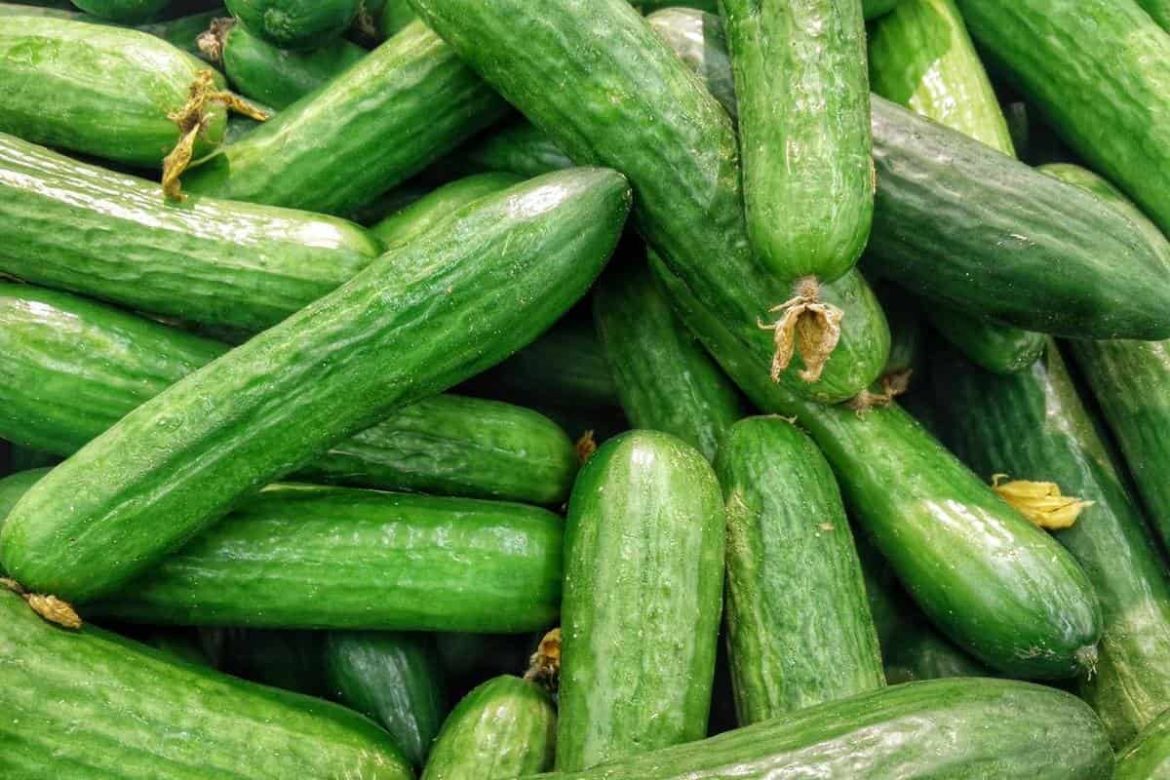 Greatest quality cucumber for sale