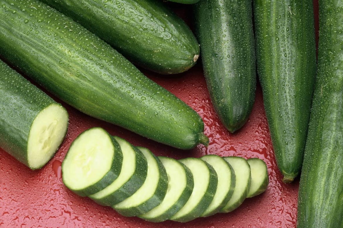 Top quality cucumber cheap price